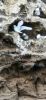 PICTURES/Heimaey Island Critters/t_Gulls (4).jpg